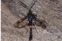 Synanthedon myopaeformis