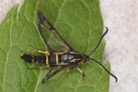 Synanthedon loranthi