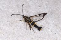 Synanthedon loranthi