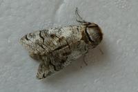 Cossus cossus