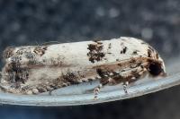 Epinotia dalmatana
