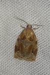 Archips xylosteana
