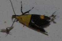 Oecophora bractella