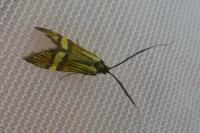 Nemophora degeerella