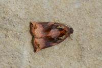 Archips podana