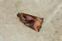 Archips podana
