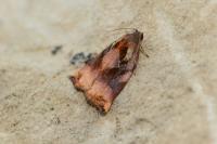 Archips podana
