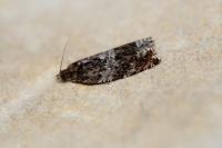 Ancylis achatana