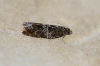 Ancylis achatana