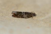 Ancylis achatana