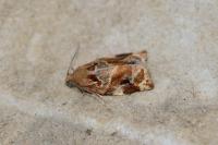 Archips xylosteana