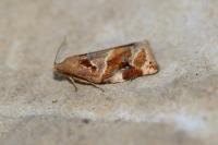 Archips xylosteana