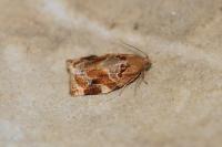 Archips xylosteana