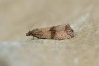 Celypha striana