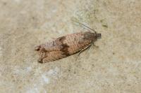 Celypha striana