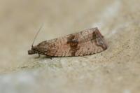 Celypha striana