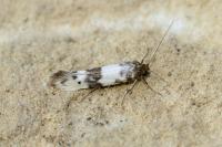 Enolmis acanthella