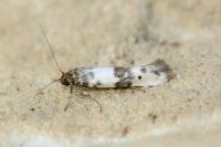 Enolmis acanthella