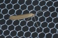 Coleophora glaucicolella