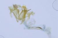 Coleophora glaucicolella