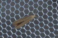 Coleophora therinella