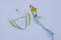 Coleophora therinella