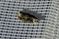Zeiraphera isertana