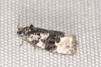 Apotomis turbidana