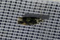 Zeiraphera isertana