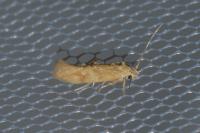 Mompha ochraceella