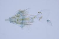 Mompha ochraceella
