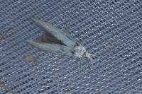 Coleophora kuehnella