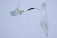 Coleophora kuehnella