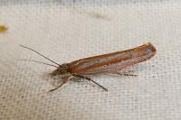 Ypsolopha ustella