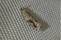 Epinotia signatana