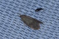 Neosphaleroptera nubilana