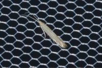 Coleophora taeniipennella