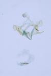 Coleophora taeniipennella