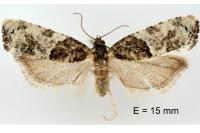 Phaneta pauperana