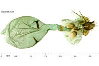 Phaneta pauperana