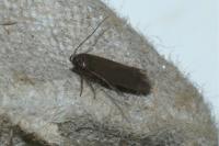 Oxypteryx unicolorella