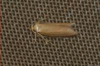 Agnoea subochreella