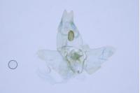 Agnoea subochreella