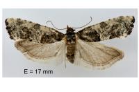 Phaneta pauperana