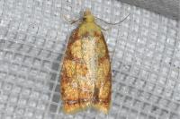 Acleris bergmanniana