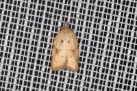 Acleris ferrugana/notana