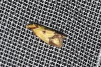 Agapeta zoegana