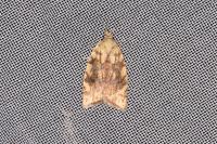 Aleimma loeflingiana