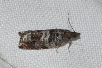 Ancylis achatana