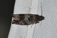 Ancylis achatana